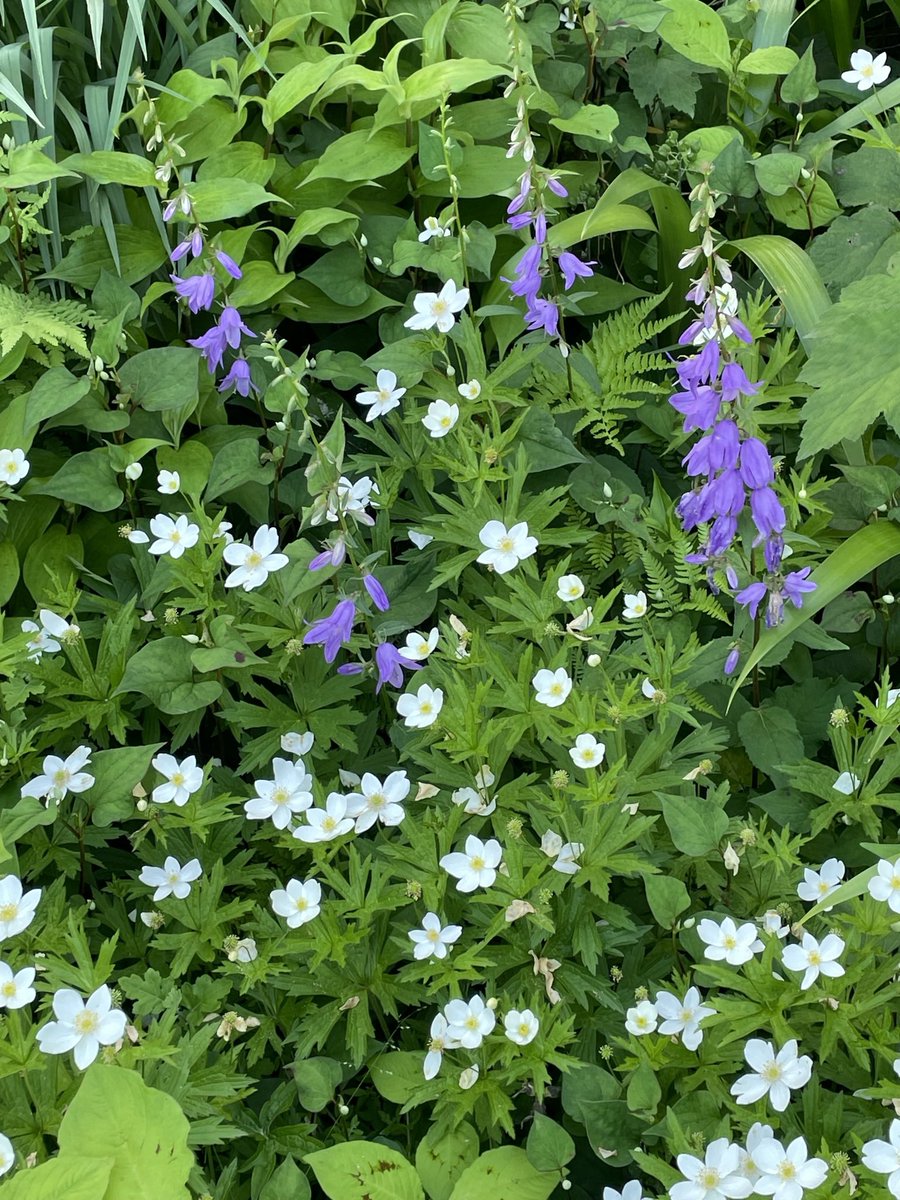 みかえる tweet media