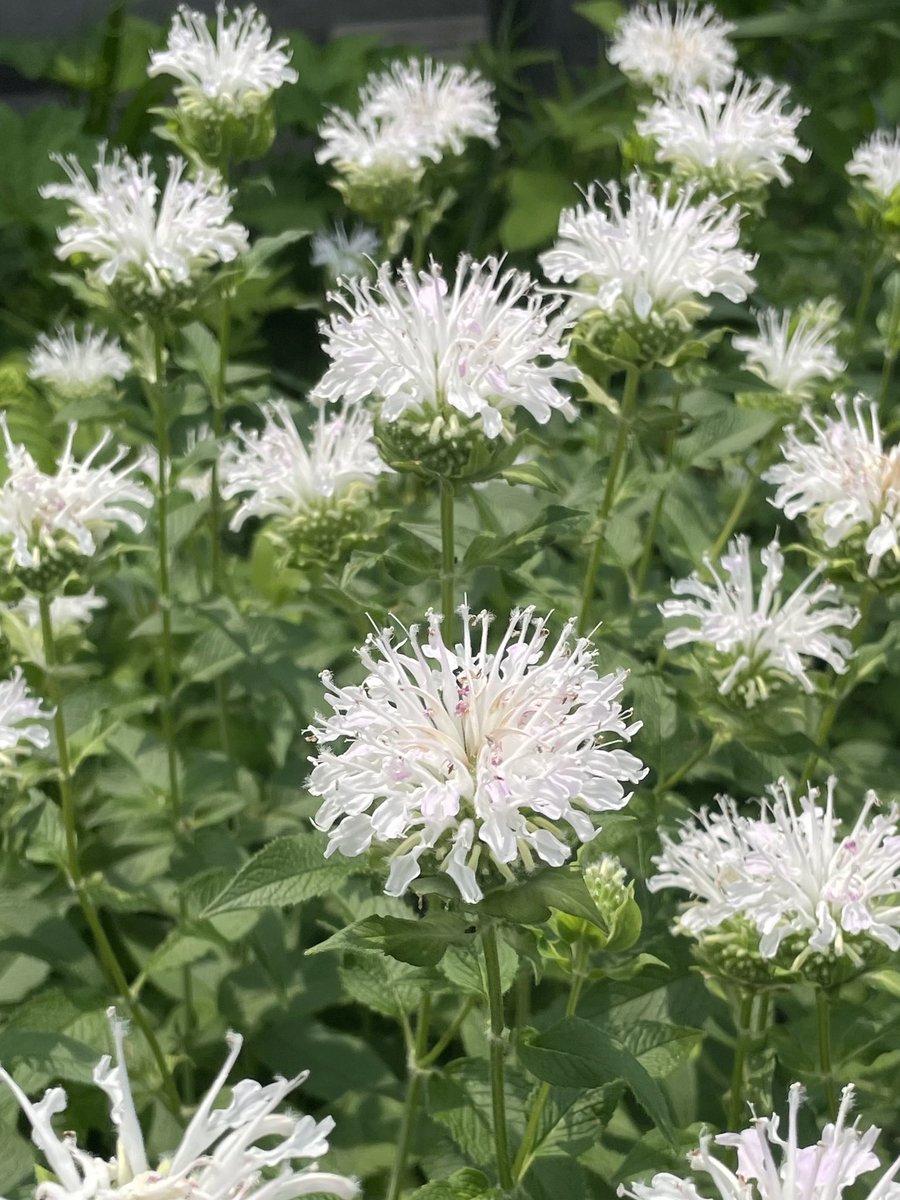 みかえる tweet media