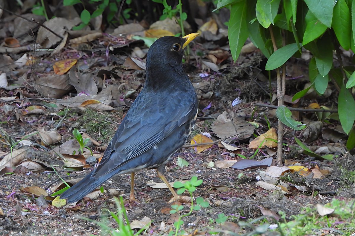 麺鳥baka（野鳥ふくちゃん） tweet media