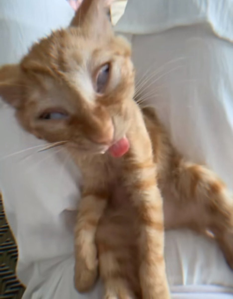 cell ૮₍ ´• ˕ •` ₎ა tweet media