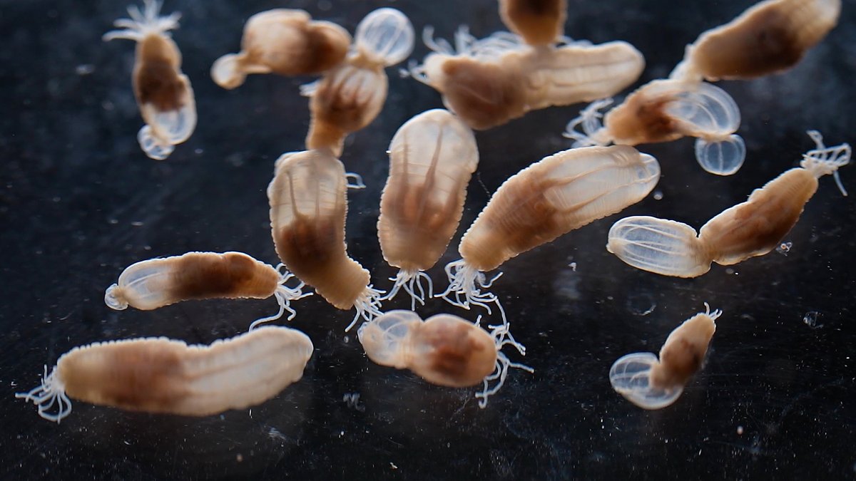 ScienceStowers's tweet photo. Since the first cell emerged, life on Earth has evolved in astounding ways. 🌎 

This #EarthDay, we’re celebrating the incredible diversity of life that helps scientists understand how biology works. 

Learn more: https://t.co/3q3Bm8PSyK https://t.co/AFJOs4SzIW