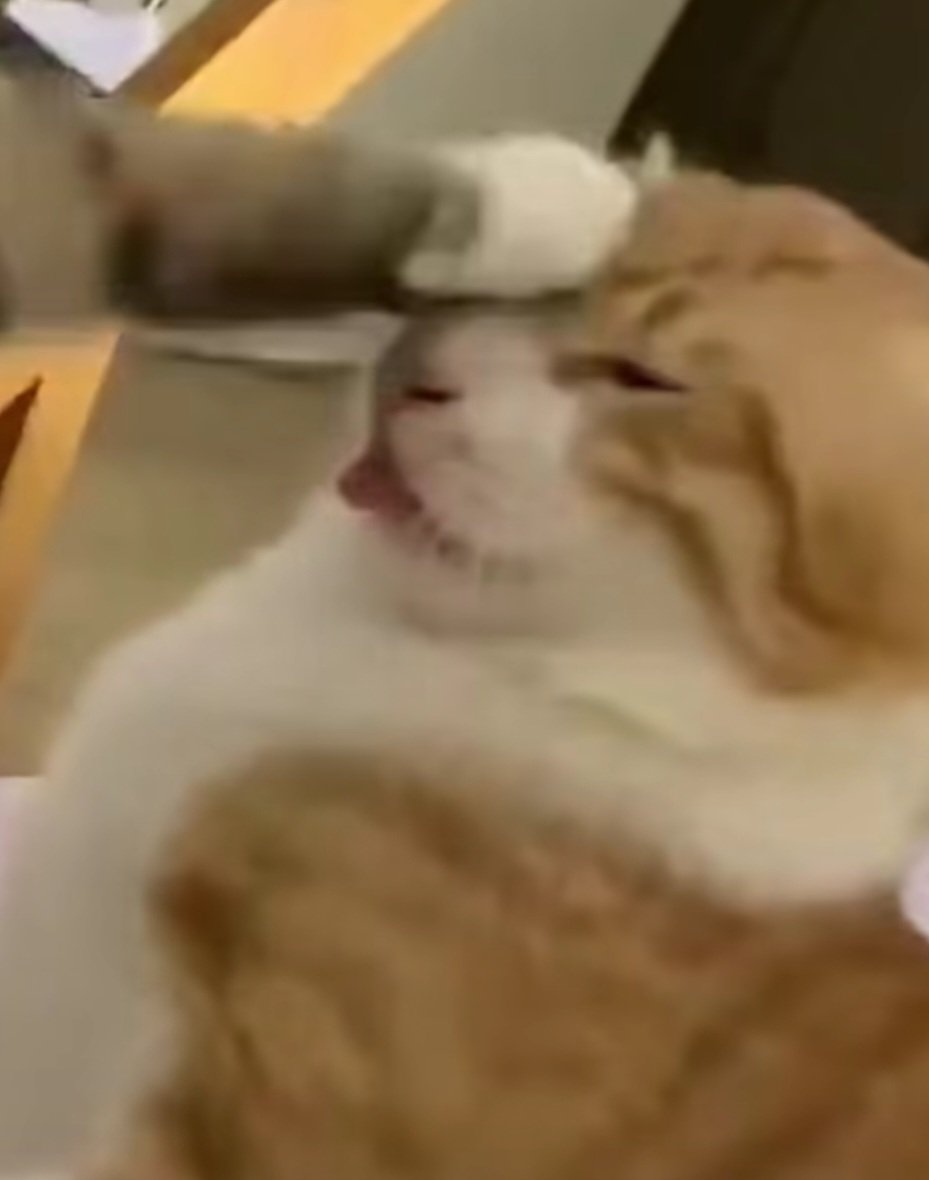 Vixin ♡ tweet media