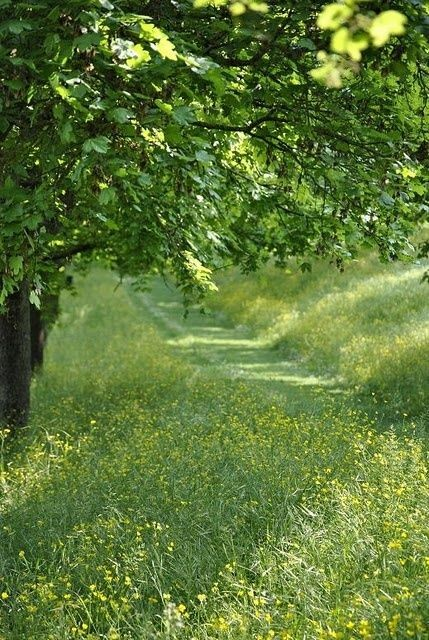 aestheticspost_'s tweet photo. Green paths https://t.co/nLdoucUnOB