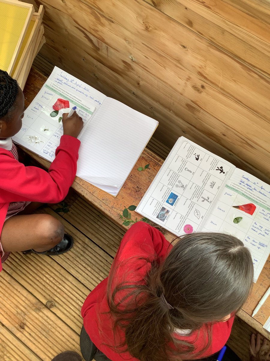 Y3HAS's tweet photo. Yesterday, we dissected a plant and explained each part’s function🌷 https://t.co/8fFQVAg9yi