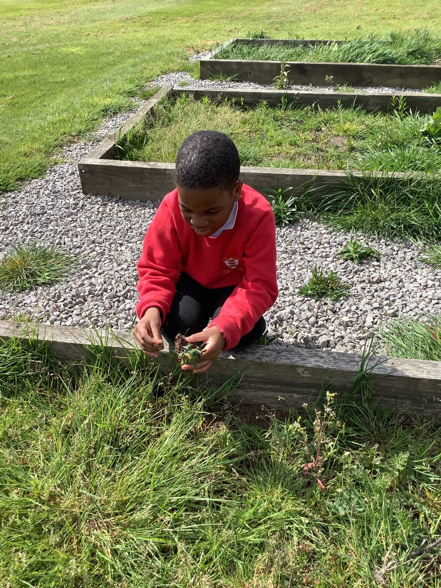 Y3HAS's tweet photo. Yesterday, we dissected a plant and explained each part’s function🌷 https://t.co/8fFQVAg9yi