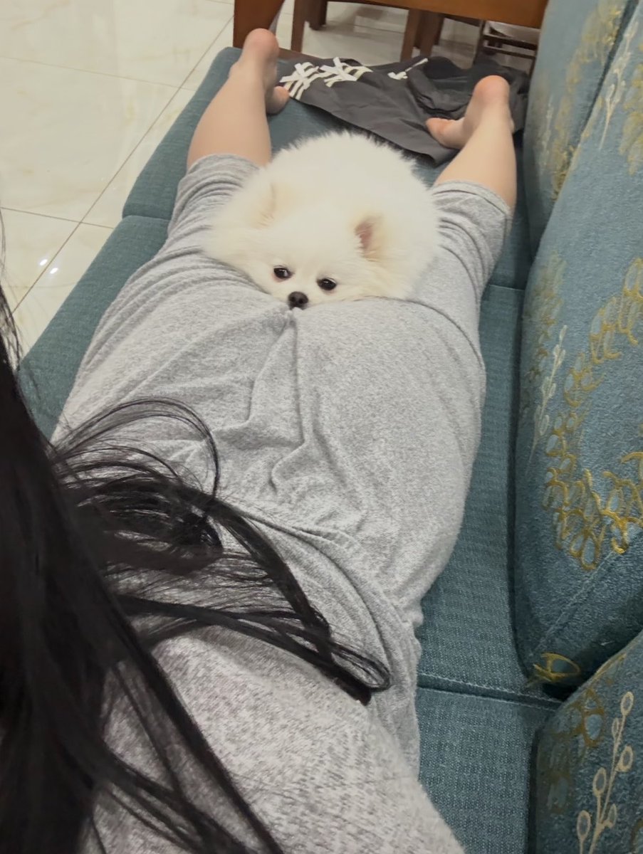 animalkyat's tweet photo. 寝そべるとケツの匂い嗅ぎにくる家の犬見て https://t.co/UeS8fzTO2m