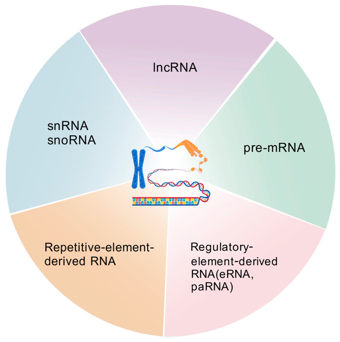 Non-Coding RNA tweet media