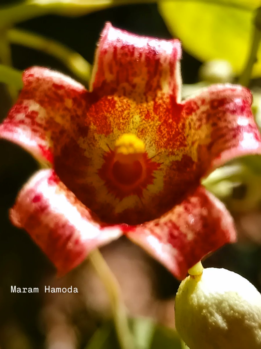 مرام (Maram Arrabti) tweet media