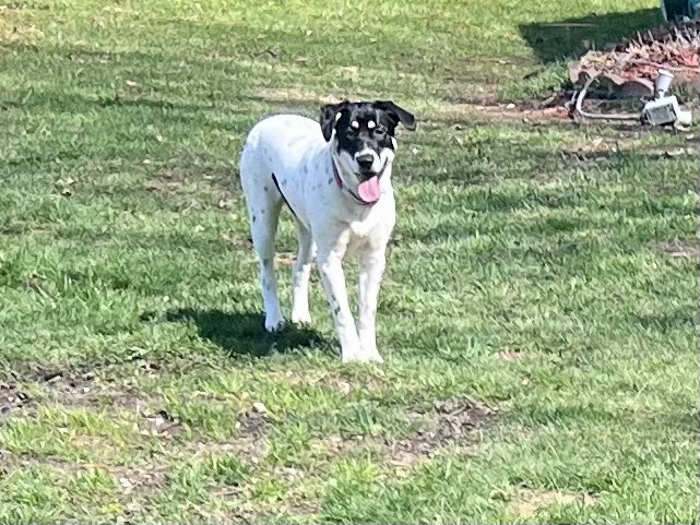 sixtaters's tweet image. According to Scrappys ears their is a slight southerly breeze #adoptdontshop #bassethound #mixedbreeddog