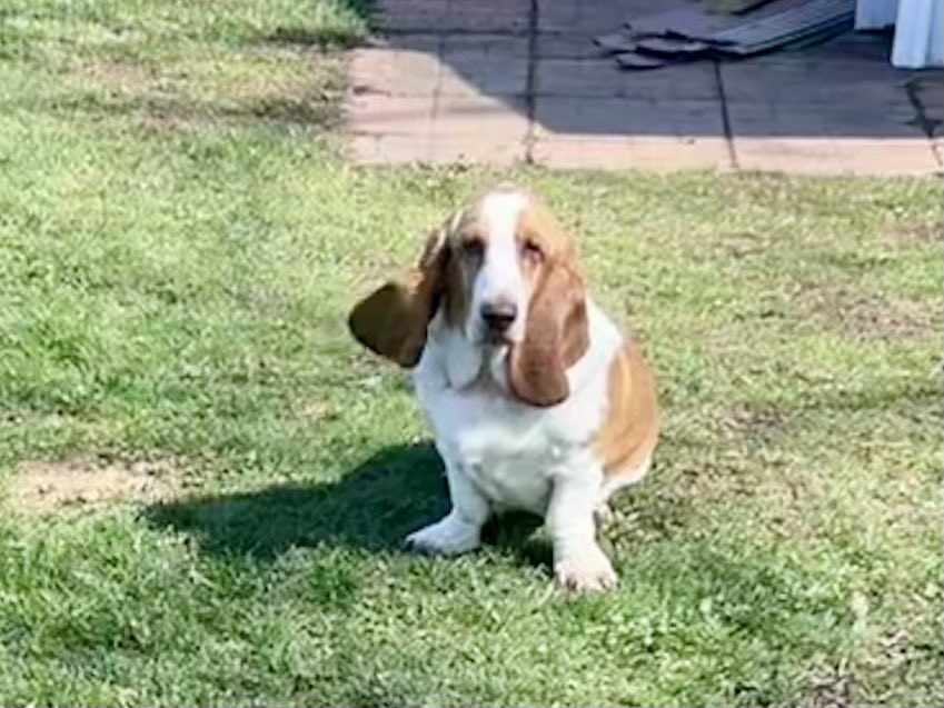 sixtaters's tweet image. According to Scrappys ears their is a slight southerly breeze #adoptdontshop #bassethound #mixedbreeddog