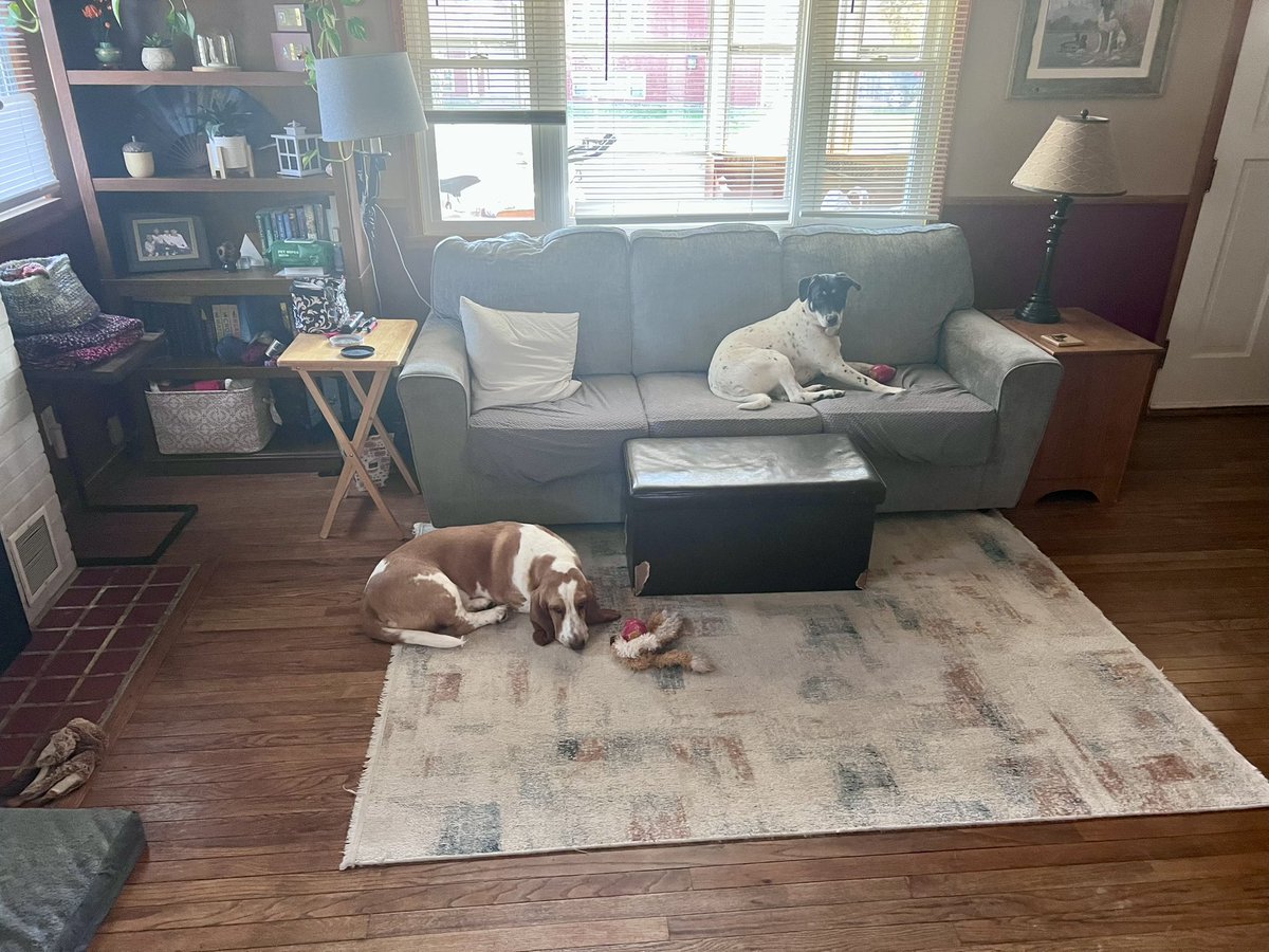 sixtaters's tweet image. According to Scrappys ears their is a slight southerly breeze #adoptdontshop #bassethound #mixedbreeddog