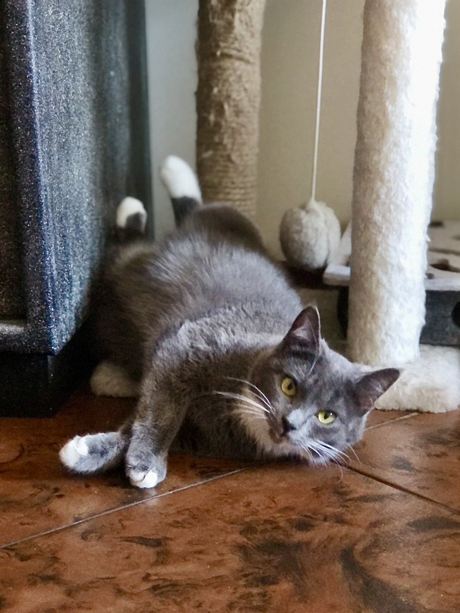 Мириам - довольно спокойная молодая кошечка, психологически устойчивая, любит кушать и спать, иногда играет, дружна с другими кошками, находится на передержке ❤️
Ищет дом🙌
СПб, БФ «Убежище»
+7-906-259-34-88
#мириам_убежище