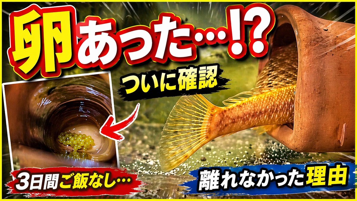 Pekoe｜プレコのいる暮らし🐟 tweet media