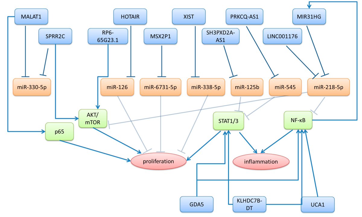 Non-Coding RNA tweet media