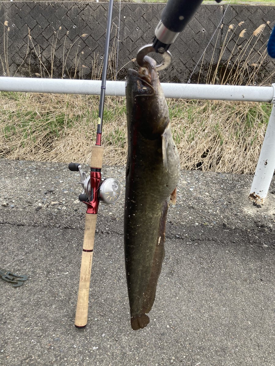 ケイトラ🐤☕️ tweet media