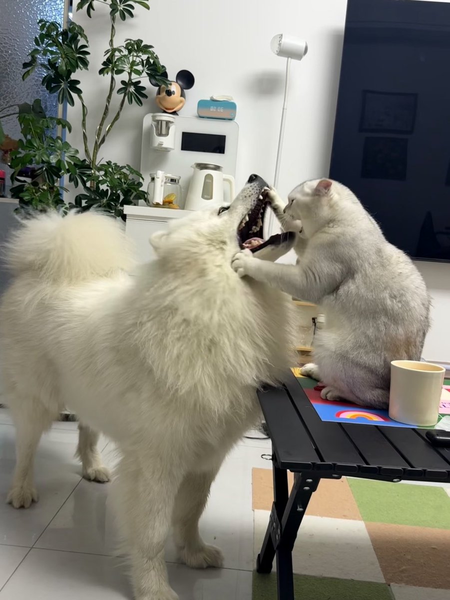 帰宅したら猫に診察されてた犬見て