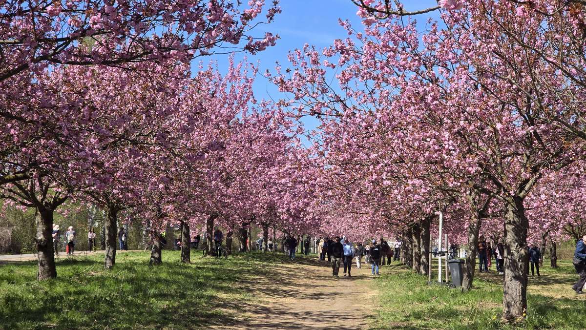 CrisHeroes's tweet photo. 🌸 https://t.co/6t8TH6OKmx