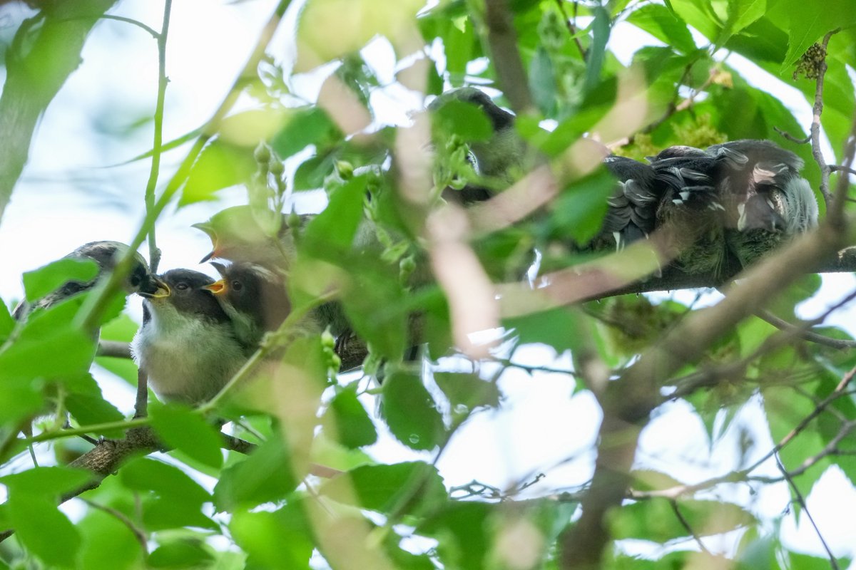 k-ji@続！鳥展公式トリバサダー tweet media