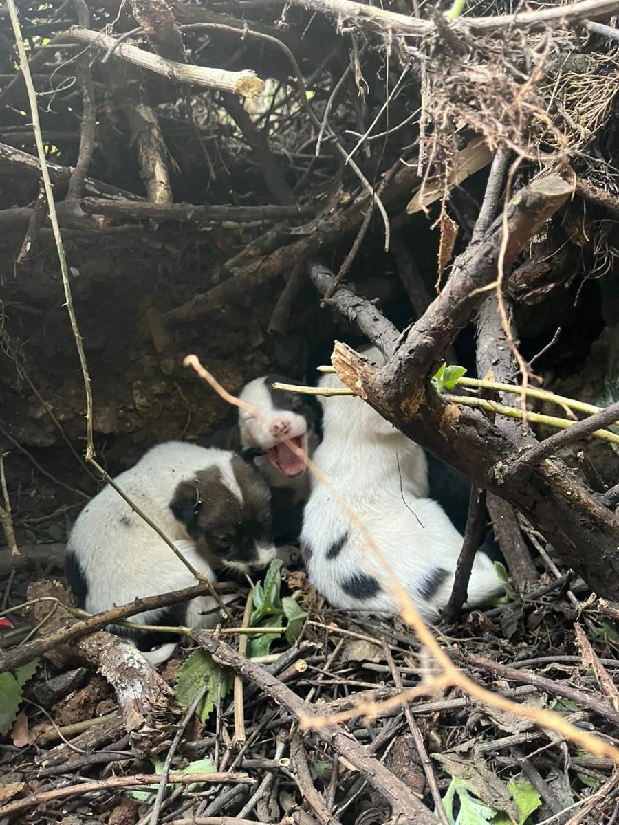 Sebastian Siero tweet media