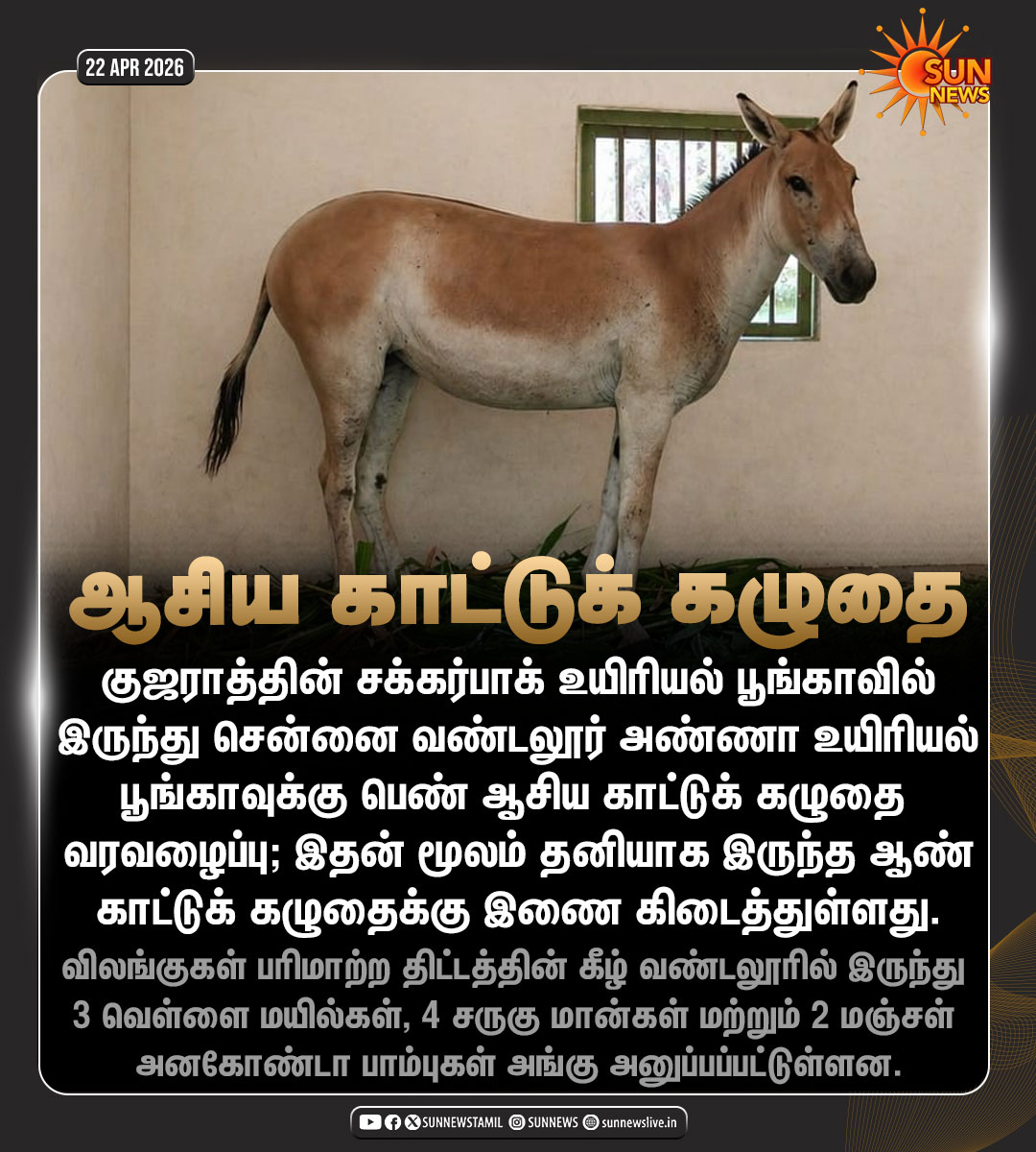 sunnewstamil's tweet image. #NewsUpdate | வண்டலூர் அறிஞர் அண்ணா உயிரியல் பூங்காவுக்கு பெண் ஆசிய காட்டுக் கழுதை  வரவழைப்பு!

#SunNews | #VandalurZoo