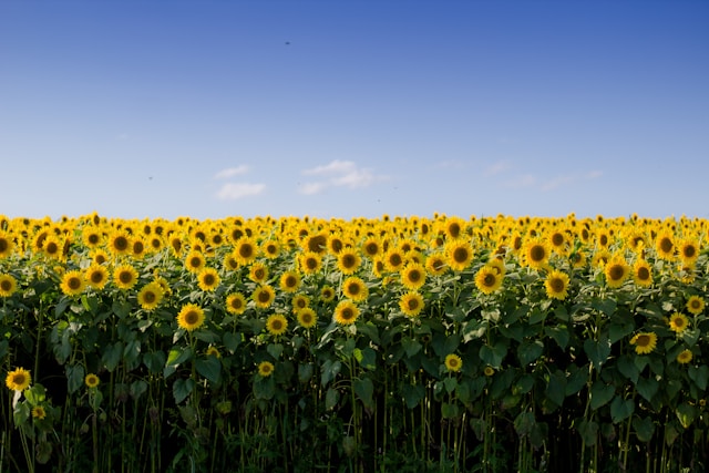 sciworthy's tweet photo. This Earth Day, we're celebrating science for a sustainable planet! Read about how scientists from Italy are developing custom microbial biofertilizers to help crops withstand drought and disease.
#science #sciencenews #scicomm #earthday
https://t.co/EqqtU2tL6p https://t.co/lGMSHyaUz4