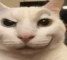 NataliePokeTCG's tweet photo. Me when I see my opponent get excited about his boss top deck so I call a judge and he receives a match loss. https://t.co/iW5PWZ4ZEs