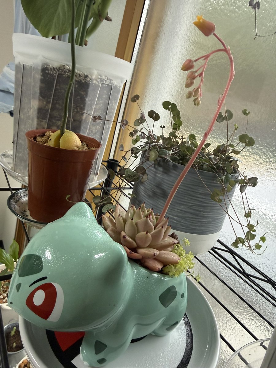 chaaaaaaan111's tweet photo. きょうフシギダネの鉢で多肉の寄せ植え作ったのみて（思ったより入らなかったらもう一個つくった）
きゃわん https://t.co/MH5J5WY5dg