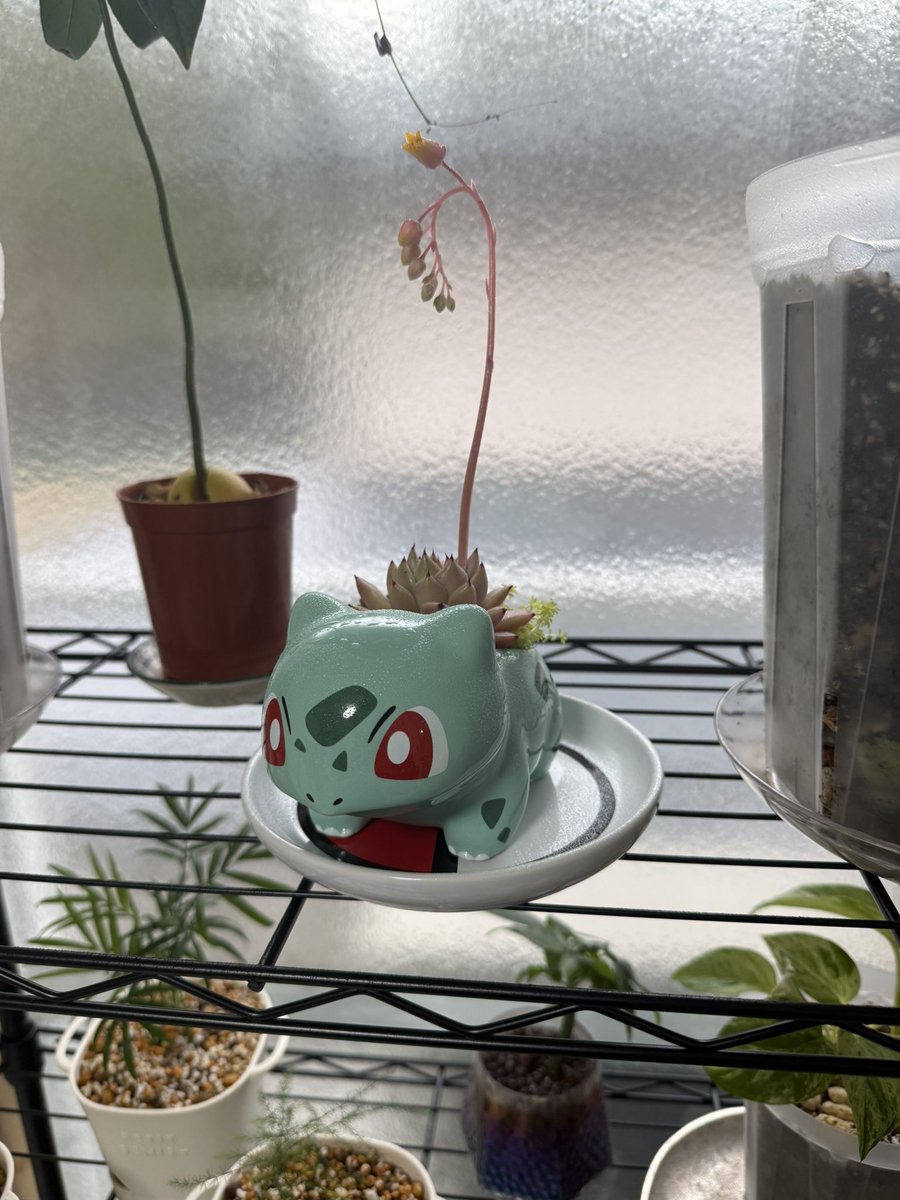 chaaaaaaan111's tweet photo. きょうフシギダネの鉢で多肉の寄せ植え作ったのみて（思ったより入らなかったらもう一個つくった）
きゃわん https://t.co/MH5J5WY5dg