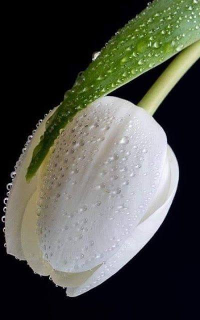 🌿🌿تميم🌿🌿 tweet media