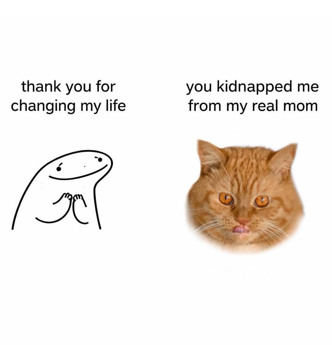 We don't deserve cats 😺 (@catsareblessing) on Twitter photo 