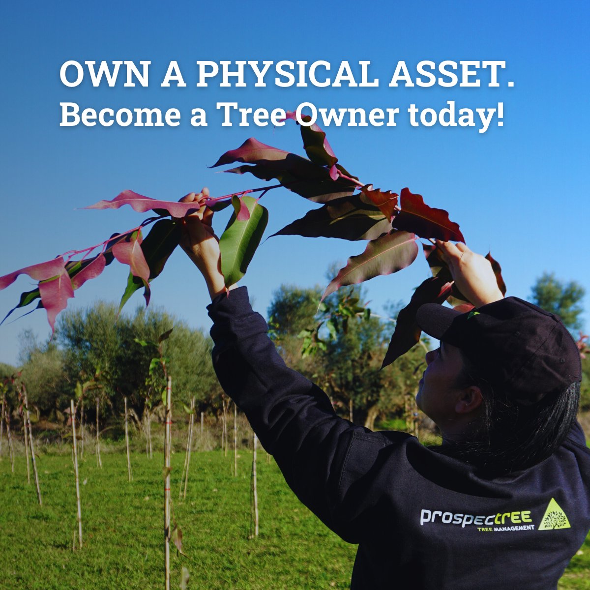 Own a Physical Asset. Let professionals cultivate it.

Buy trees through ProspecTree and acquire a Physical Asset. You own it, and then you grant ProspecTree a Lease of Use for professional cultivation and management.

💼 What you get: 
✅ Contractual Rent: Applies under the