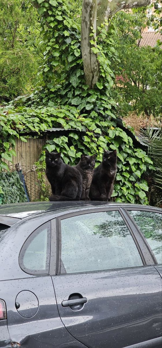 Sina🏳🇮🇷 tweet media