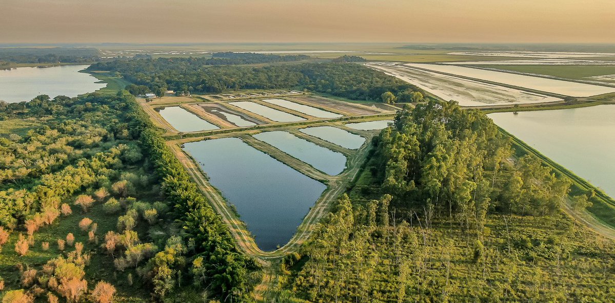 EN LOS MISMOS CAMPOS DE CHACO PRODUCEN ARROZ Y PACÚ DE EXPORTACIÓN

Puerto Las Palmas cultiva arroz y cría pacú en La Leonesa, Chaco. El modelo nació en 2010 desarrollado junto a un acuicultor formoseño especializado en pacú.

Incorporaron la acuicultura en sus campos arroceros: