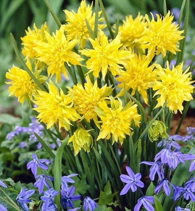 Ботаничка tweet media