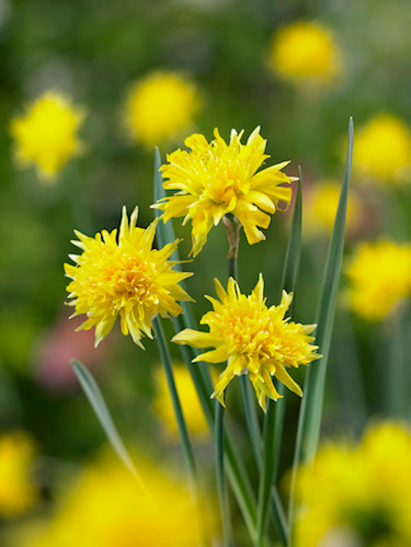 Ботаничка tweet media