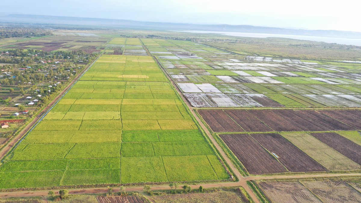 Irrigation_Auth's tweet photo. This is expected to contribute to land restoration through the reclamation of approximately 1,000 acres submerged by the rise of water level in Lake Victoria... https://t.co/DTkuZBPOah
