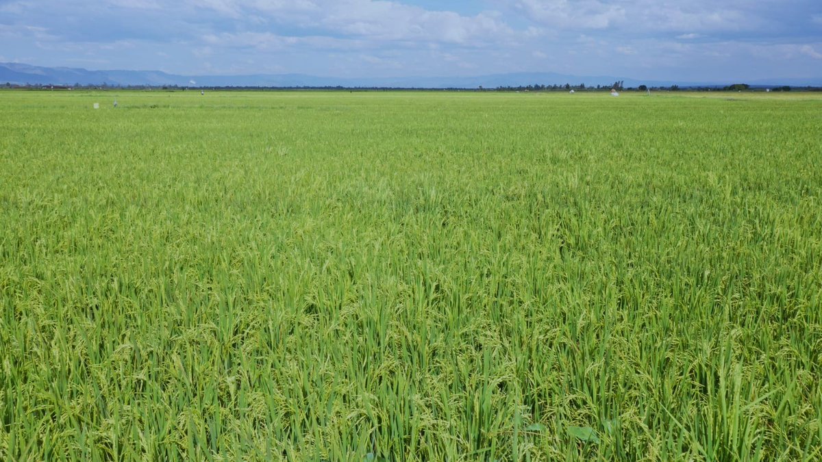 Irrigation_Auth's tweet photo. This is expected to contribute to land restoration through the reclamation of approximately 1,000 acres submerged by the rise of water level in Lake Victoria... https://t.co/DTkuZBPOah