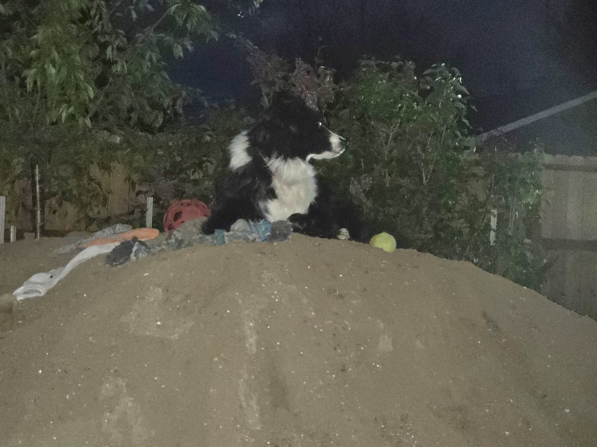 photosbyglenn's tweet image. Rosie on Mt. Rosie at night. She loves the owls. We have three different kinds. 

#dogs