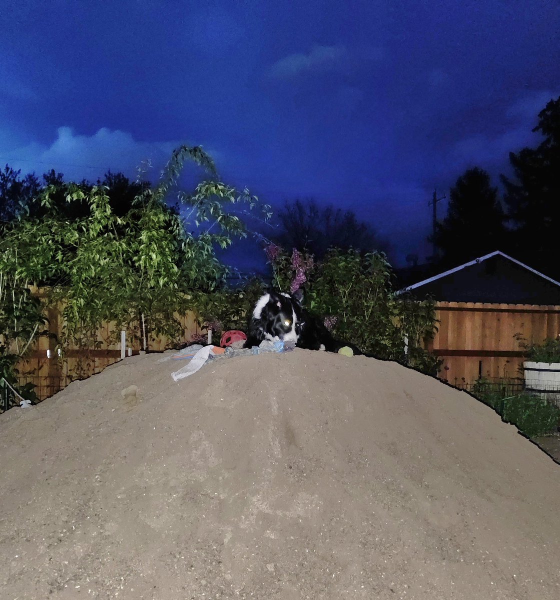 photosbyglenn's tweet image. Rosie on Mt. Rosie at night. She loves the owls. We have three different kinds. 

#dogs