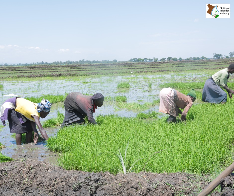 Irrigation_Auth's tweet photo. ...while also enhancing food security, improving farmers’ income, increasing water management efficiency, improve infrastructure and access within the scheme and building climate resilience. https://t.co/FZPQ1nyD9v
