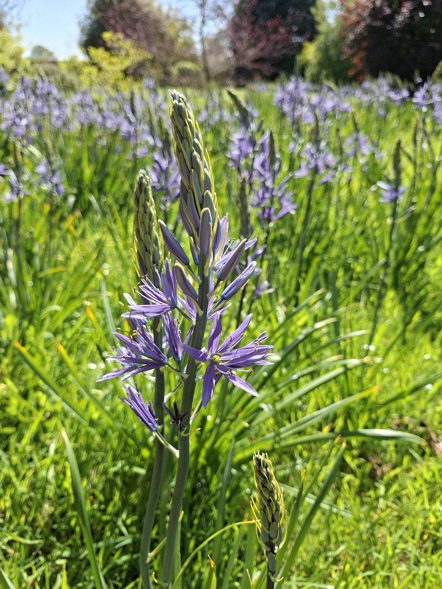 mycathardy's tweet image. Camassias putting on a show at West Acre Gardens this afternoon #gardens #flowers #WestAcre