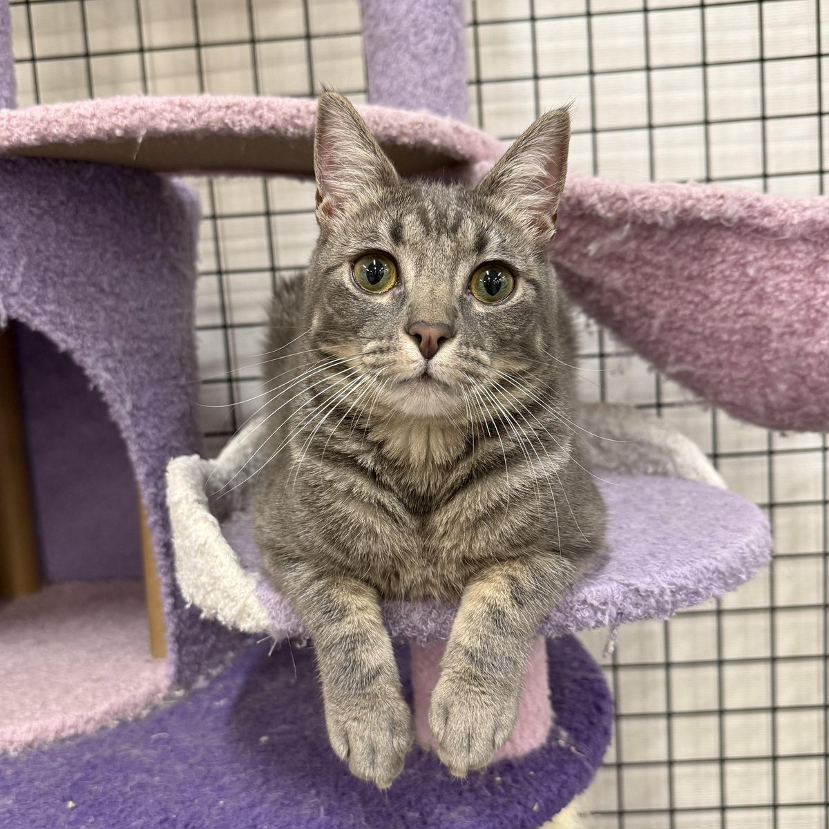 Soft Side tweet media