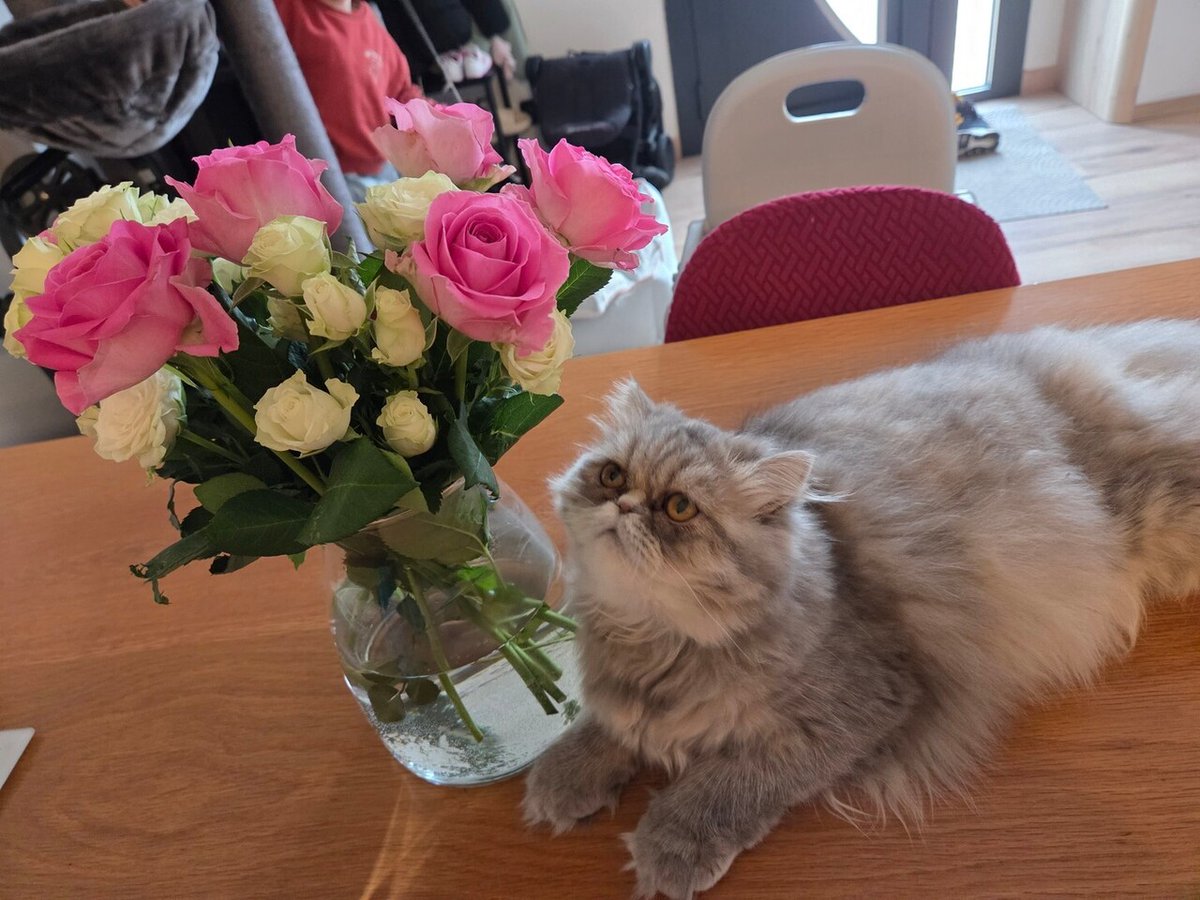 VigiPets.fr tweet media