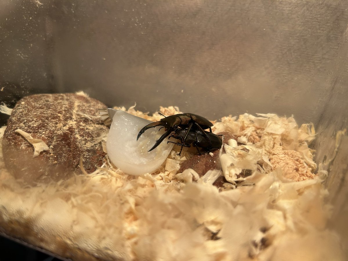 ゆなたそ tweet media