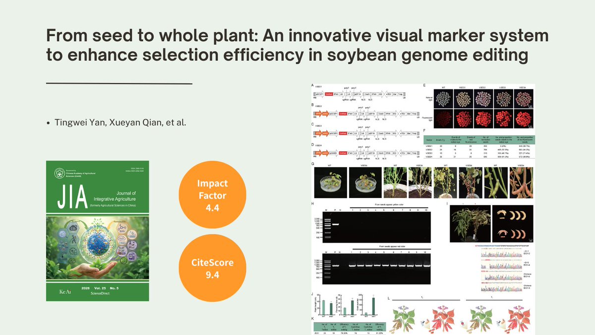KeAiPublishing's tweet image. From seed to whole plant: An innovative visual marker system to enhance selection efficiency in soybean genome editing. Learn more in the Journal of Integrative #Agriculture: ow.ly/Iftq50YNNZY 
#SoybeanResearch #GenomeEditing #PlantBiotechnology #Earthday