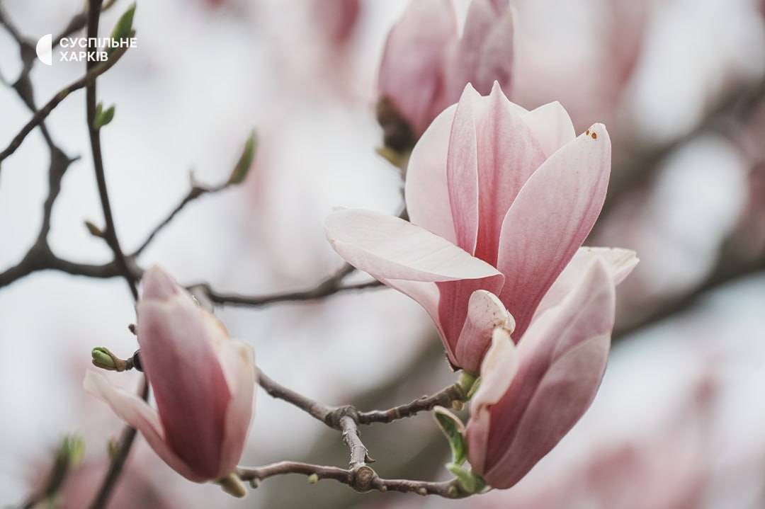 Kate from Kharkiv tweet media