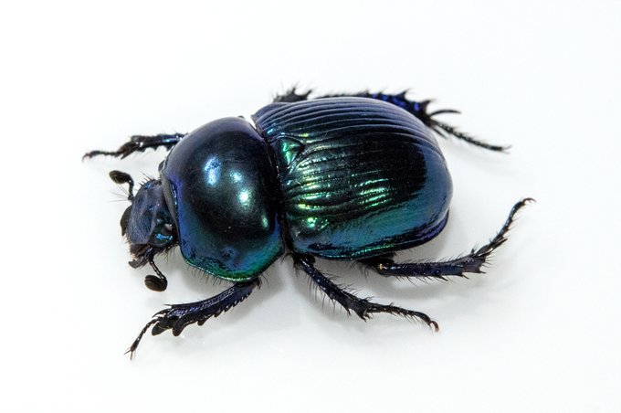 なんかまるで標本みたいな死に方をしていた
オオセンチコガネ(だよな)

少しだけ脚とか触角とか位置をいじったけど
めちゃキレイな死がいだ 