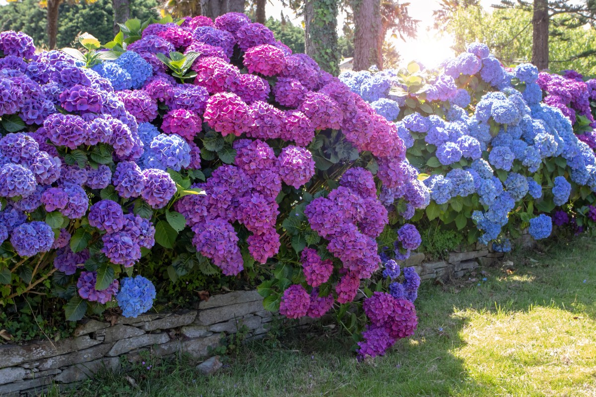DustinMPeyser's tweet image. Want a Showstopping Garden? Plant These Types of Hydrangeas dlvr.it/TS9R7C 👉 Reveal Your ROI bit.ly/MyHomeAI 👈 #Gardening #Hydrangeas #GardenDesign #PlantCare #HomeGarden