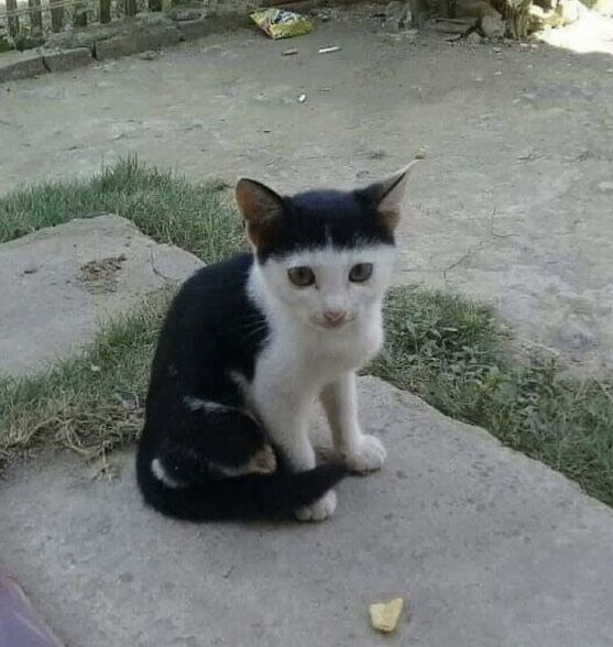 🍋‍🟩' tweet media