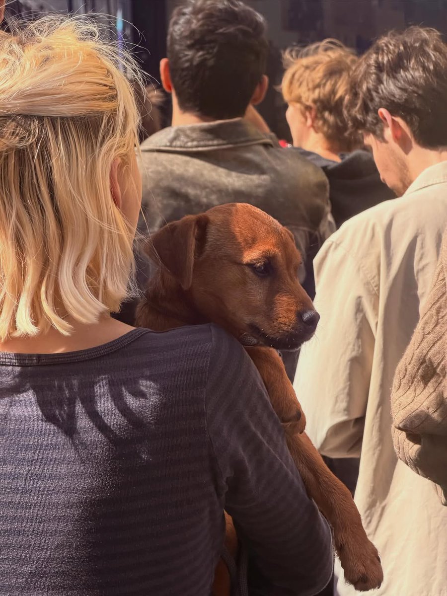 RoughTrade's tweet photo. Record Store Day Dogs 🐾 https://t.co/49Z4s9UnNU